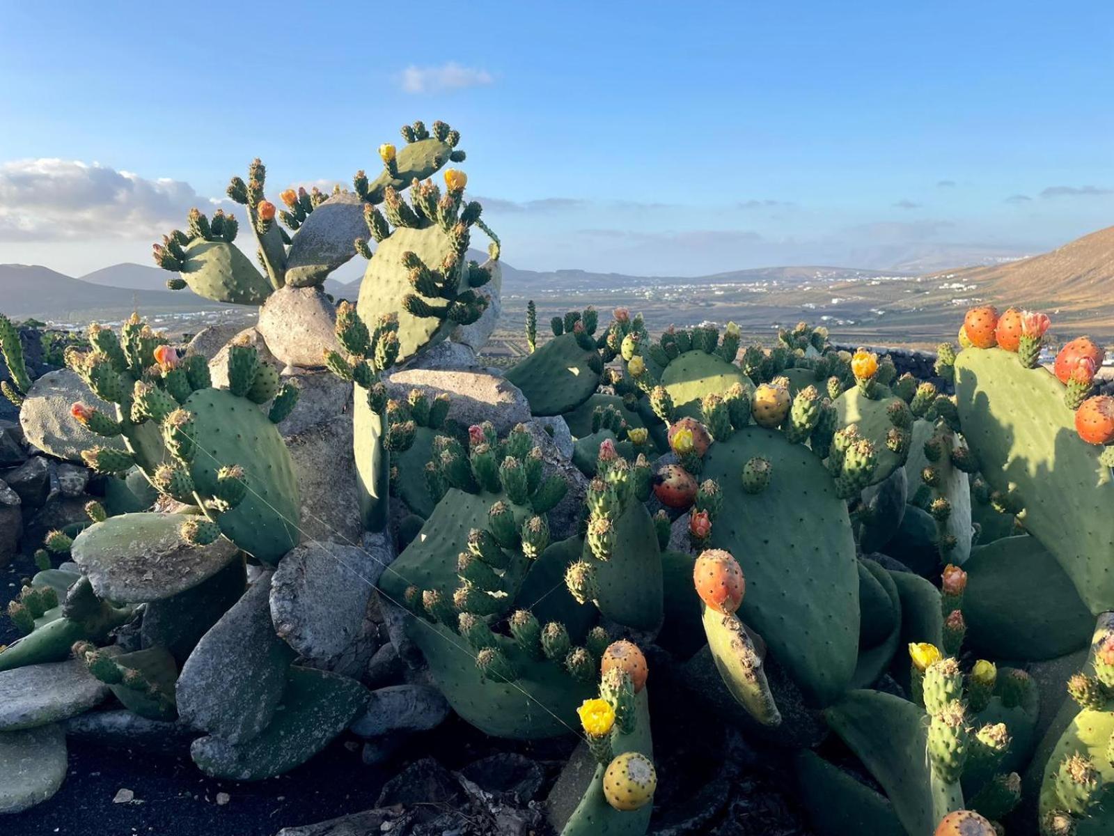 Ecofinca Aulaga Masdache Eksteriør bilde